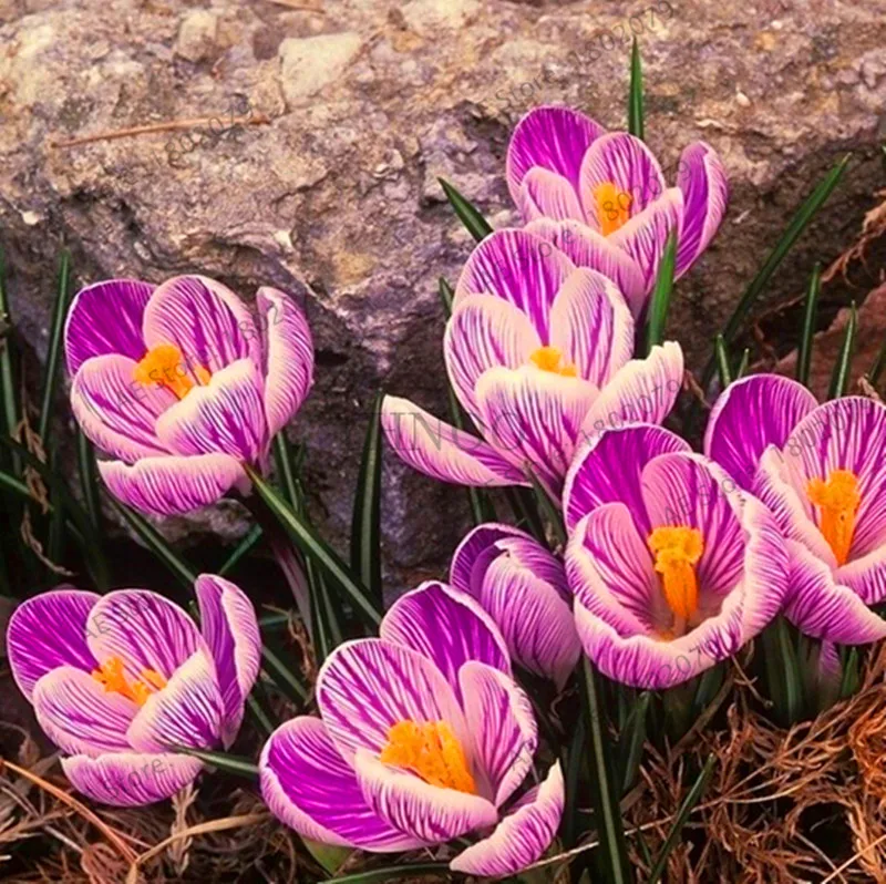 Самые низкие цены! 20 шт./пакет много разновидностей шафран flores ЦВЕТОК шафрана растения Шафран Крокус Плант бонсай растения для дома и ga