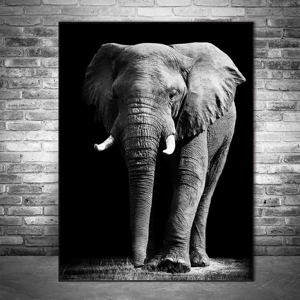 Картина слон черно белая