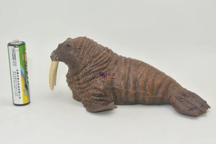 

Marine Organism Public Walrus Model Oceans Animal Model Finding Nemo Submarine Biological