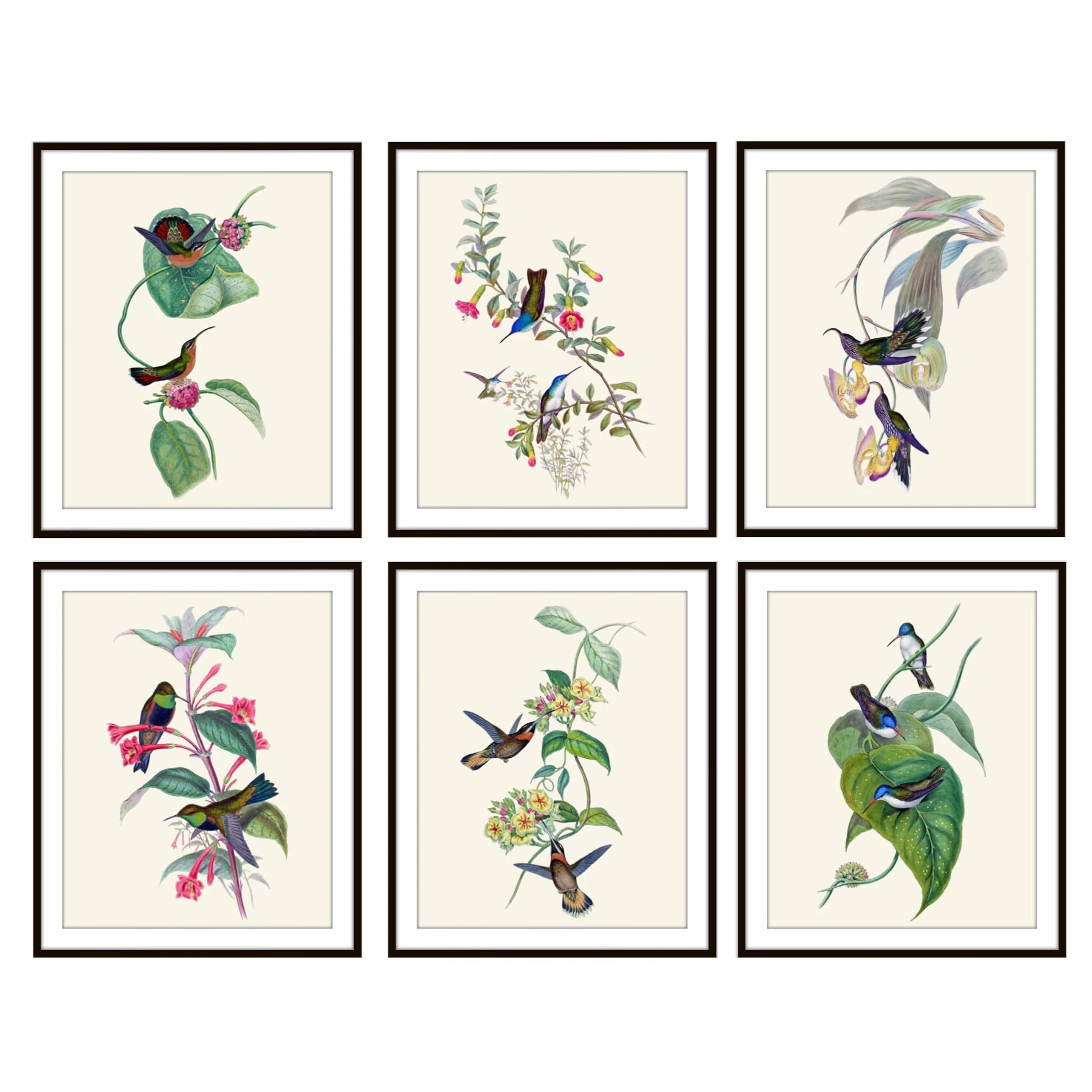 Vintage Botanical Canvas Poster Print Painting Decoration Plant Flower Animal Hummingbird | Дом и сад