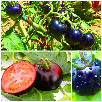 

Plant Bath Salts 100Pcs Black tomato Essence AN-ZZ15-100