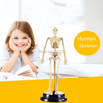 

Human medical skeleton puzzle training skull modello anatomico manikins anatomic anatomical Male member medical supplies toys