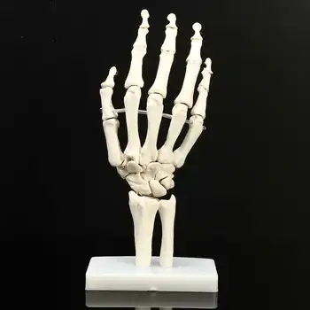 

1:1 Life Size Human Hand Joint Model Hand Skeleton Bone Model Wrist Vola Palms Skeleton Model Medical Science Teaching Supplies