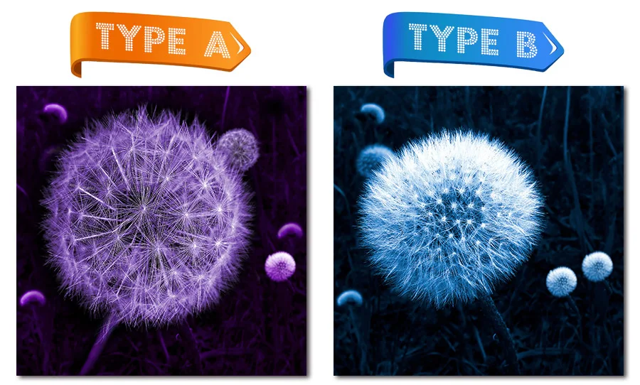 NCMF078-蒲公英AB款