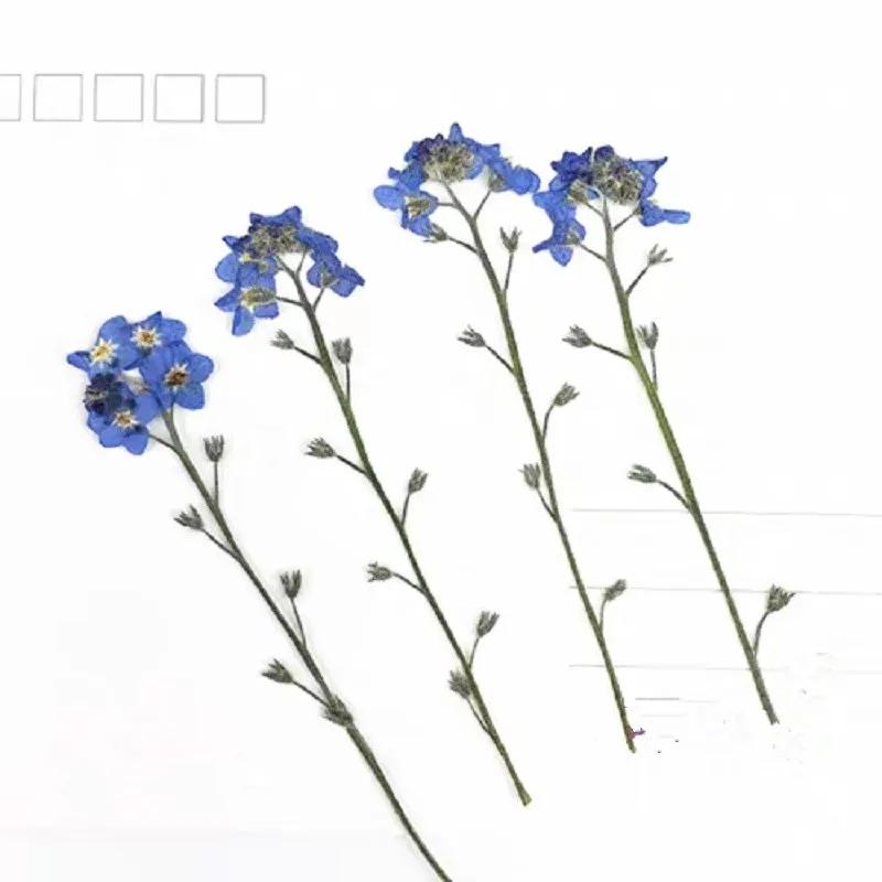 60 шт 4-7 см прессованный высушенный миозотис сильватика Forgetmenot цветок гербарий из растений для ювелирных открыток Закладка чехол для телефона DIY