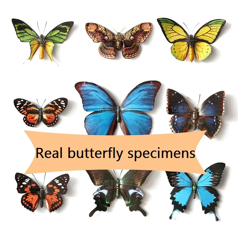 Butterfly specimen ornaments real butterfly insect specimens spread wings student creative birthday gift transparent box decor | Дом и сад