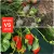 10/20FT Anti Grass Cloth Farm-oriented Weed Barrier Mat Landscape Mulch Fabric Barrier Orchard Garden Weed Control Fabric Jardin