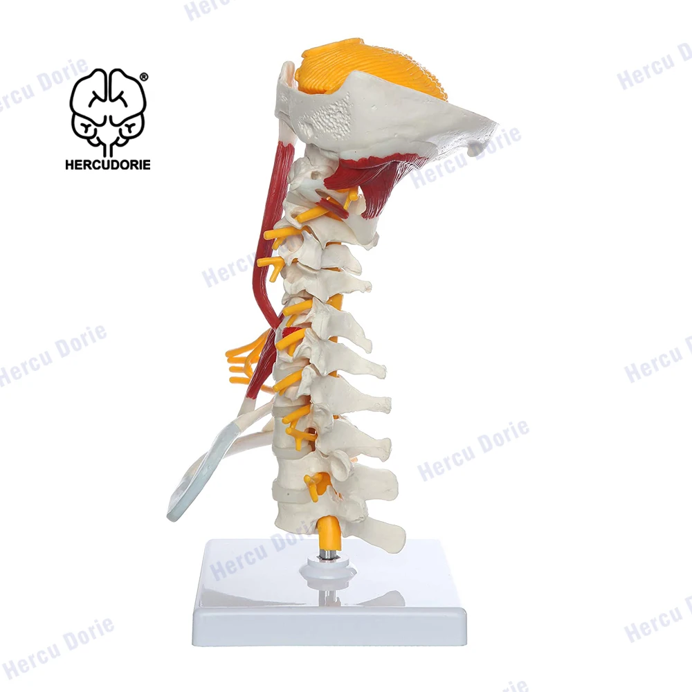 Modelo de coluna | anatomia do corpo