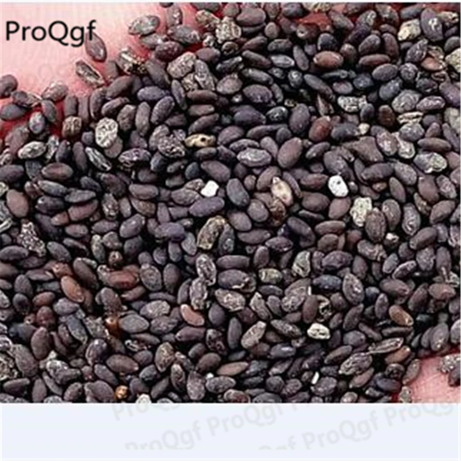 Prodgf 8000 шт набор califoria белый шалфей