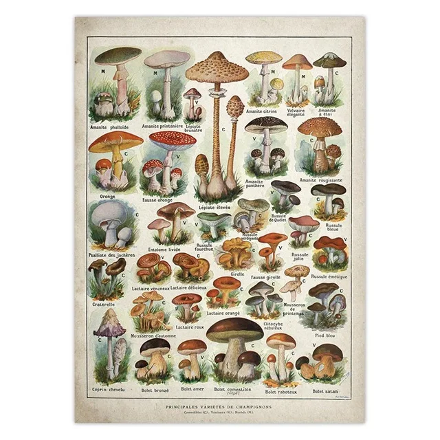 Vintage Mushroom Chart Biology Science Silk Poster Educational Art Print @ami 
