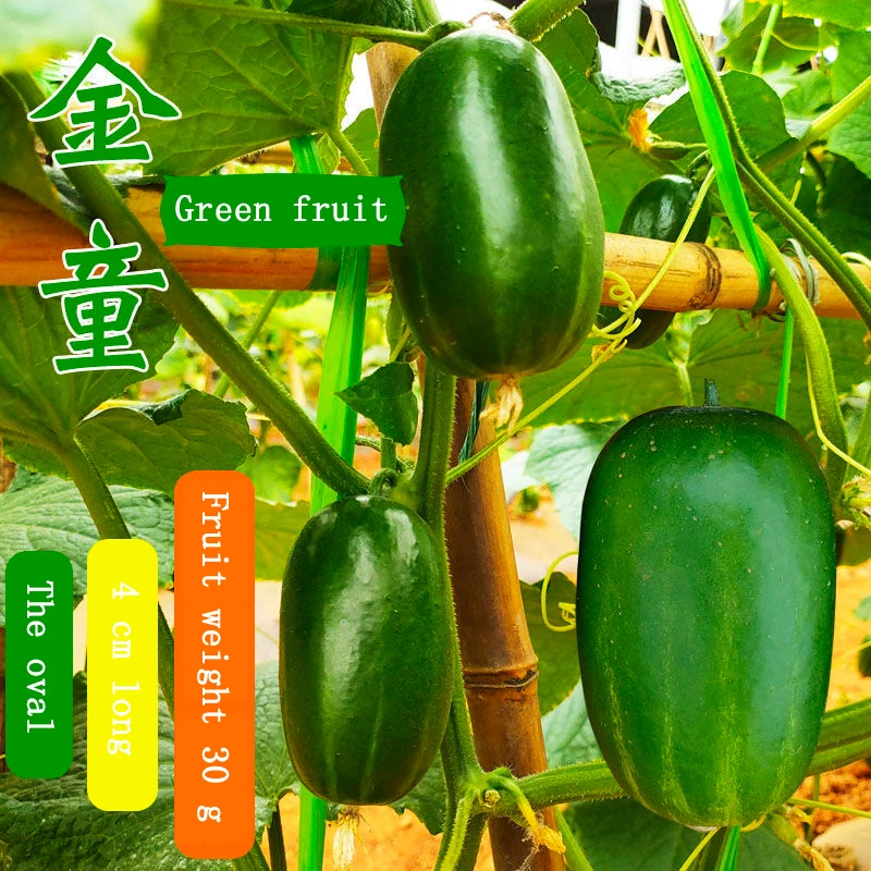 

Fruit cucumber seed Dutch cucumber dry garden balcony potted vegetable seed plant seed