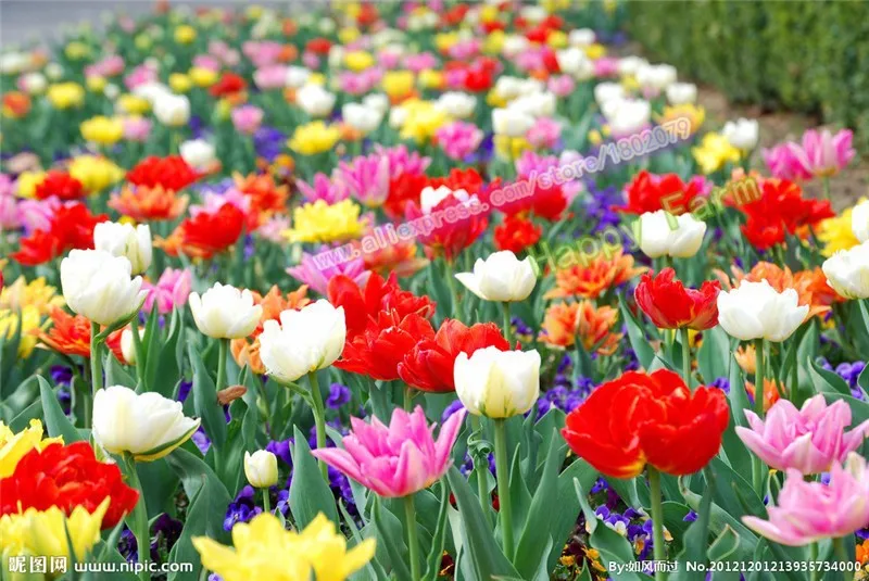 1000 шт Высококачественный цветочный сад, парфюм тюльпан плантас, бонсай Флорес, самое красивое и красочное растение тюльпаны, только для вас