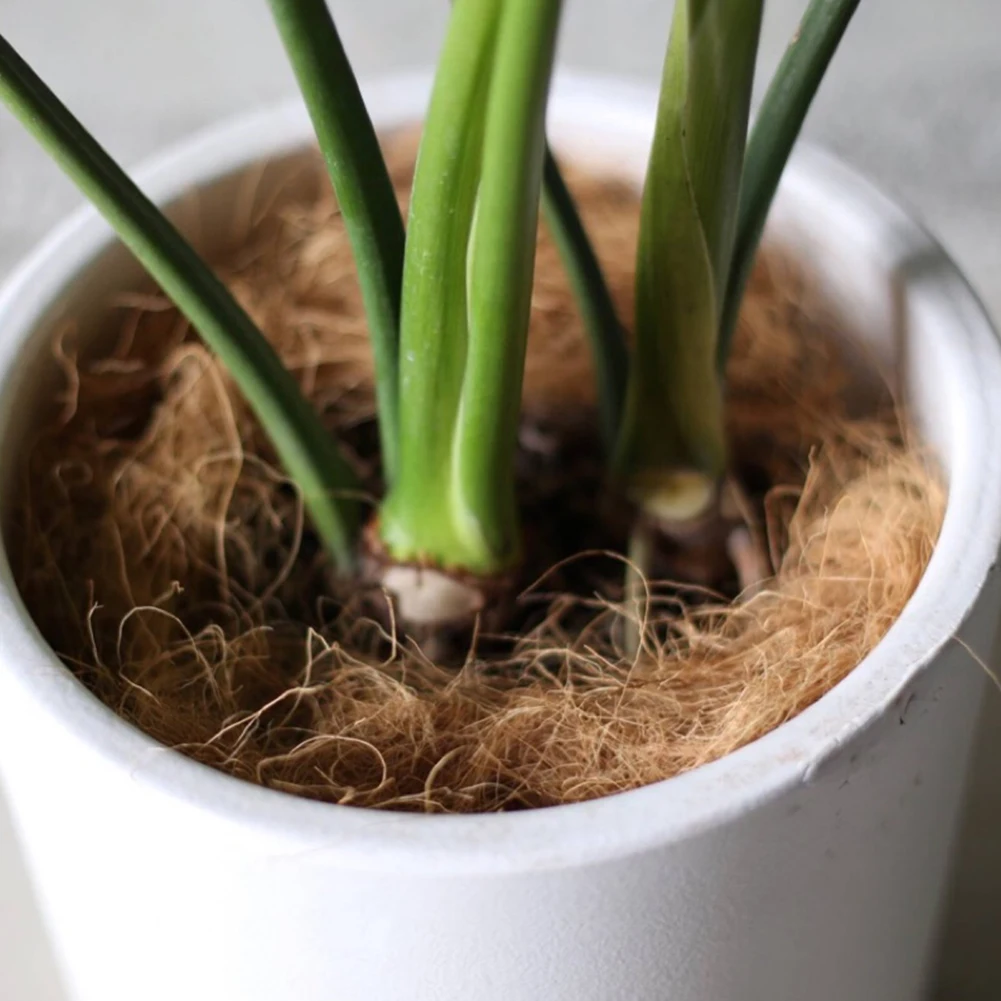 Бонсай зеленое растение корень горшки для роста дома хорошая проницаемость птичьи гнезда практичный маленький питомец кокосовое волокно стерилизованная садовая почва