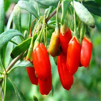 

100Pcs Plant Goji Bath Salts Chinese wolfberry Essence AN-ZZ25-100