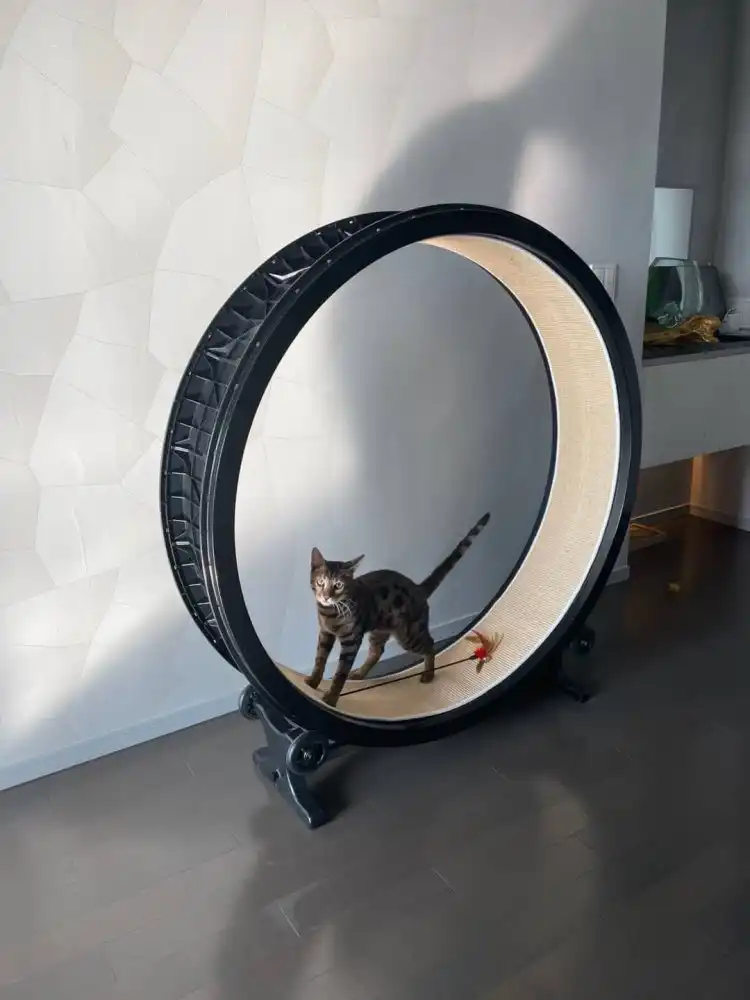 Tapis De Course A Roulettes Pour Animal De Compagnie Equipement De Fitness Pour Chat Grand Tapis Roulant Pour Chat Aliexpress