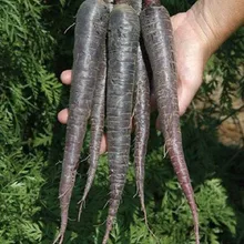100 шт Органические свежие фиолетовые черные моркови Oovegetable Semillas