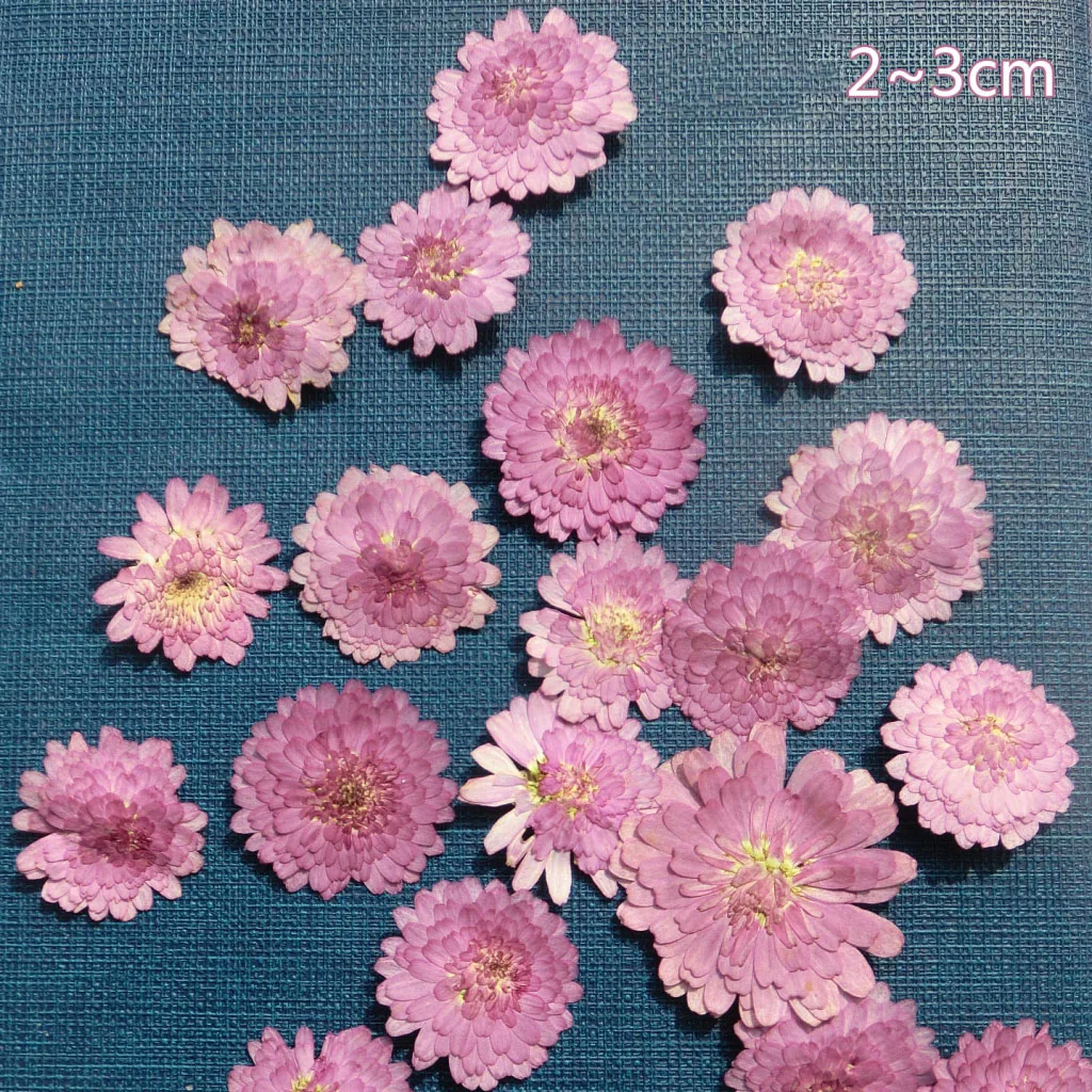 10 Pcs Pressed Real Dried Flower Dry Leaves for DIY Crafts Bookmark Card Making Decoration Wedding Card Party 