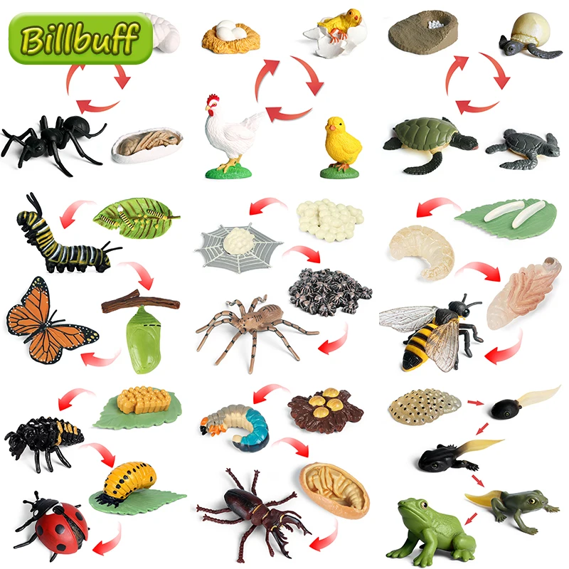 Model-Set Simulation-Model Action-Figures Frog Cycle Insect Growth-Cycle-Life Sea-Turtle