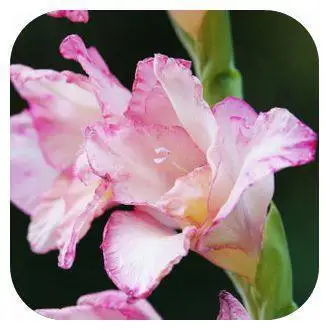100 шт./пакет, Gladiolus, Gladiolus Цветочный бонсай, Gladiolus flores красивые садовые растения - Цвет: 10