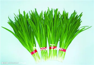 Для овощей и фруктов! вкусная китайская с луком Плант Новое поступление лук flores бонсай растения для дома и сада-200 шт./пакет