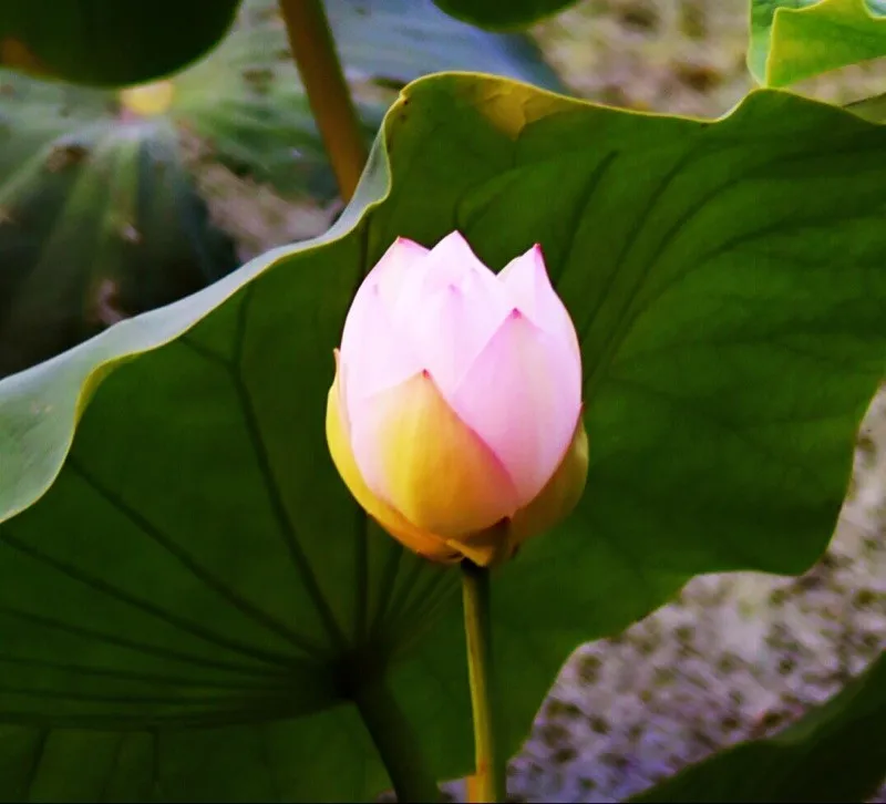 TB2PevvqVXXXXXyXXXXXXXXXXXX_!!0-rate