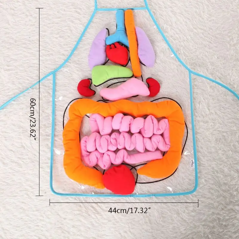 Órgãos do Corpo Auxiliares de Ensino Anatomia Órgãos Avental Humano Consciente Brinquedo Educacional Precoce 3 Brinquedos e hobbies