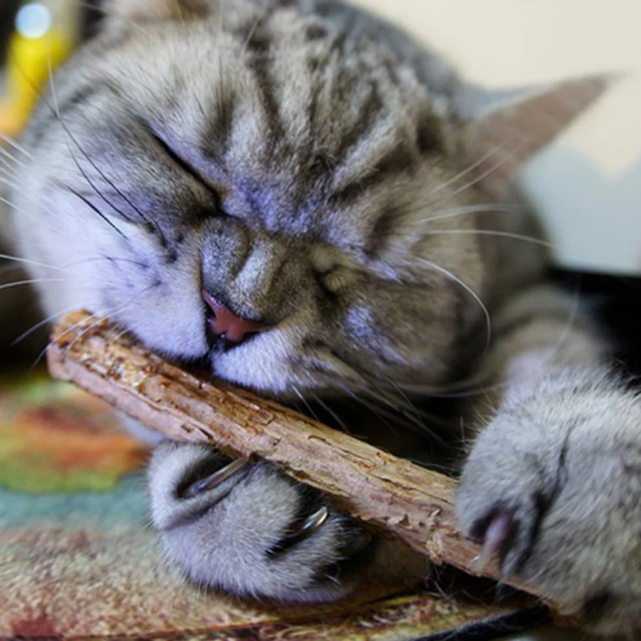Cat Toy Natural Catnip Pet Cat Molar Toothpaste Stick Matatabi Actinidia Fruit Silvervine Cat Snacks Sticks Pet Cleaning Teeth