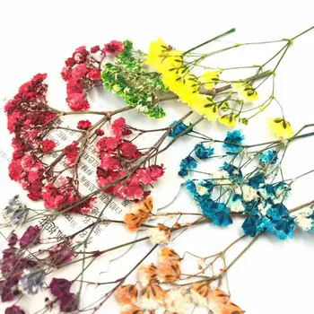 

8Pcs/Set Natural Dry Preserved Flower Pressed Dried Babysbreath for Scrapbook Bookmark Card Phone Case Decor DIY Crafts Material