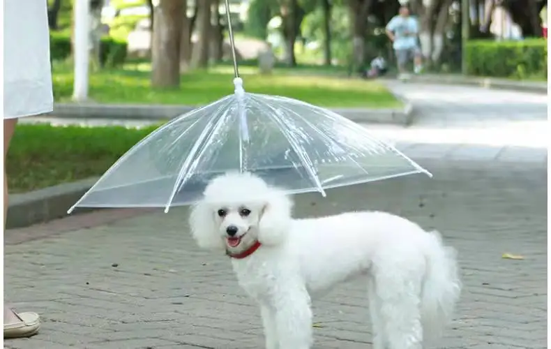 Convenient Transparent Rain Umbrella With A Leash For Dogs