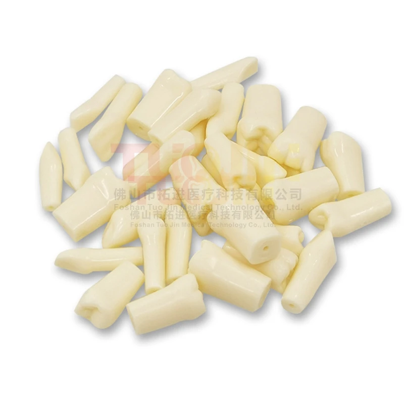 1Set Dental Resin Teeth RCT Practices Pulp Cavity Clear Resin Typodont Tooth For Student Practice Dentist Braces