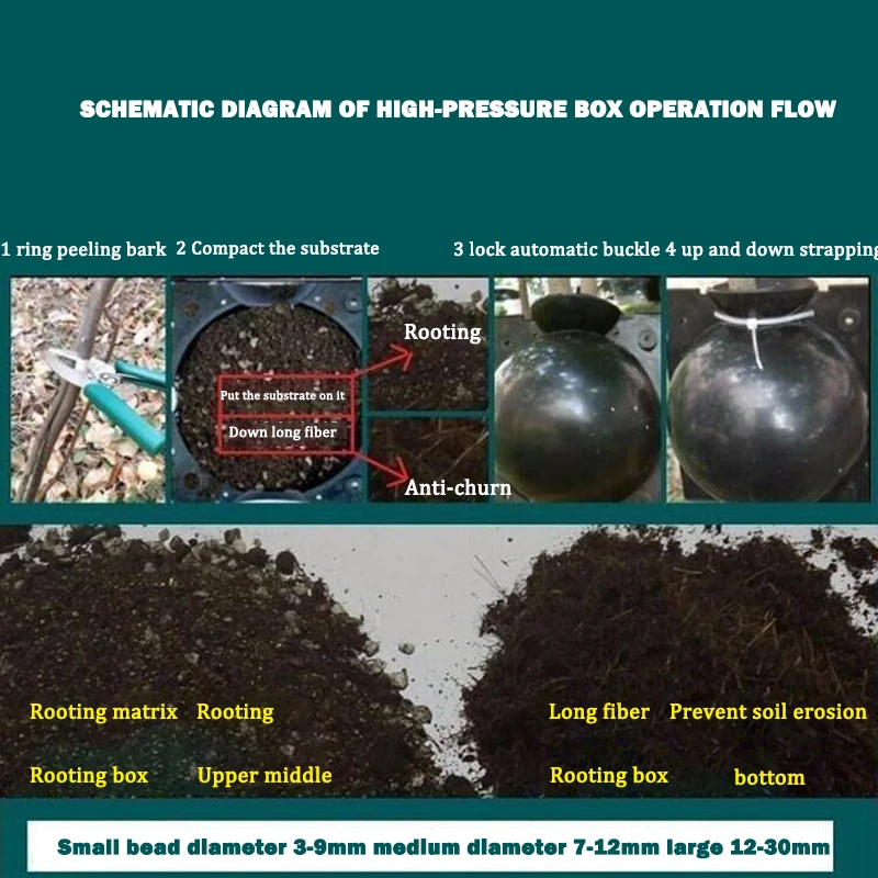 Plant Root Growing Box Growing Life Organic