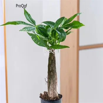 

Ngryise 2Pcs A Set Pachira