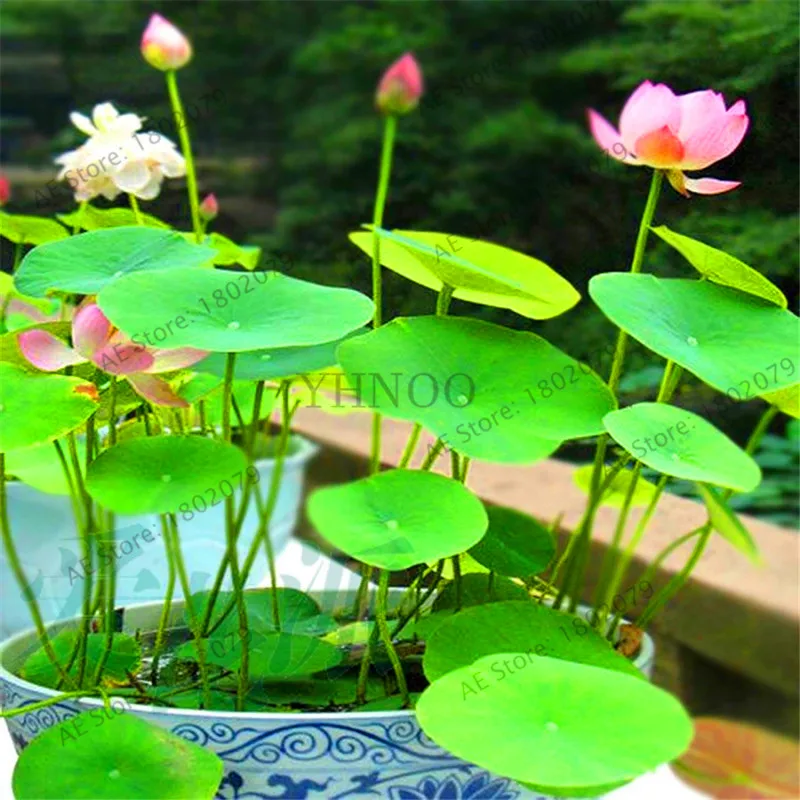 Hot Sale!5pcs Bowl Lotus plantas Hydroponic Plants Aquatic Plants Flower Pot lotus Water Lily flores Bonsai Home Garden, Garden