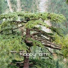 10 шт./упак. Новинка! Cedrus deodara, древесный многолетник, Комнатные растения бонсай дерево растения для дома и сада