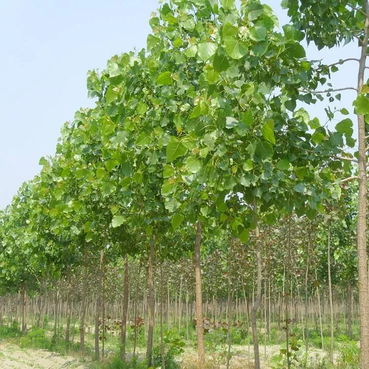 500pcs-100-High-Quality-paulownia-elongata-New-forest-tree-bonsais-200pcs-pack-fast-growing-tree-Bonsai (4)