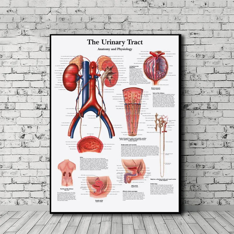 

The Urinary Tract Anatomy Pathology Canvas Posters Prints Wall Art Painting Oil Decorative Picture Medical Education Home Decor