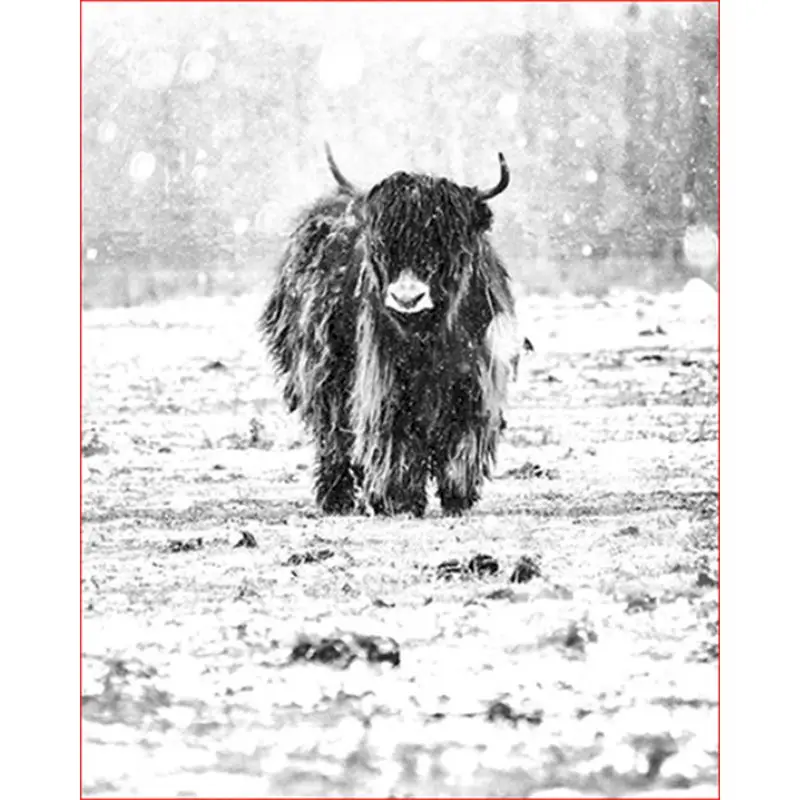 

Colouring Abstract Painted Yak in snow Animals Diy Painting By Numbers Acrylic Picture Hand Painted Oil Painting For Home Decor