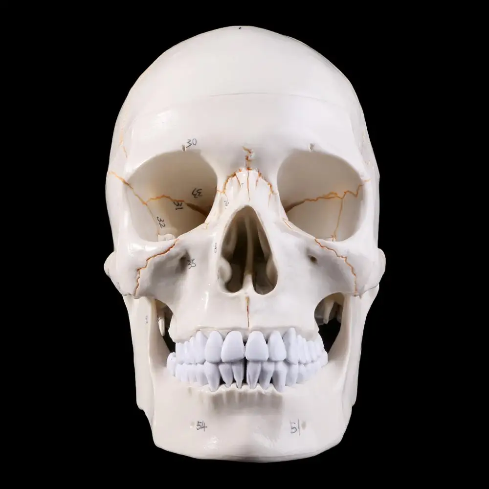 

Life Size Human Skull Model Anatomical Anatomy Medical Teaching Skeleton Head Studying Teaching Supplies M17F