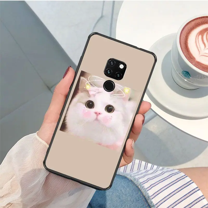 Cute funny funny kitten cat