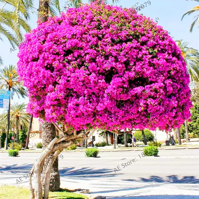 103pcs Bougainvillea Spectabilis Willd Bonsai Plant Garden Bougainvillea Plants Flower Plantas - Цвет: 12