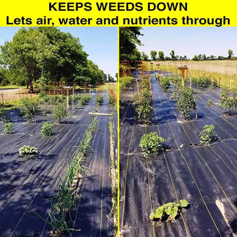 4 - LFY200603206_0241250476210119387