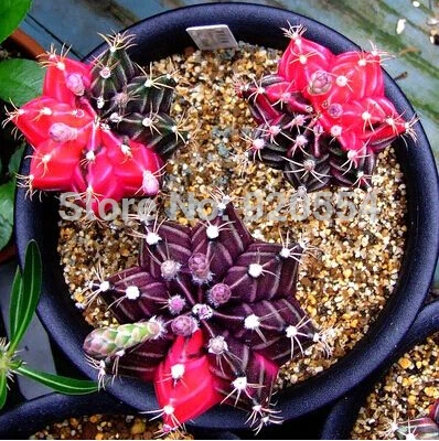 Горячая 20 шт смешанные(Gymnocalycium)-succulent-s-DIY домашний сад