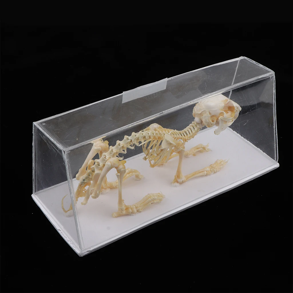 Rabbit Skeleton Specimen Animal Bone Model for Pupil  Biological Knowledge Learning Aid 2