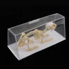 Rabbit Skeleton Specimen Animal Bone Model for Pupil  Biological Knowledge Learning Aid 2