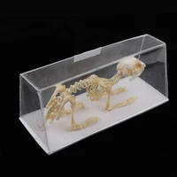 Rabbit Skeleton Specimen Animal Bone Model for Pupil  Biological Knowledge Learning Aid 2
