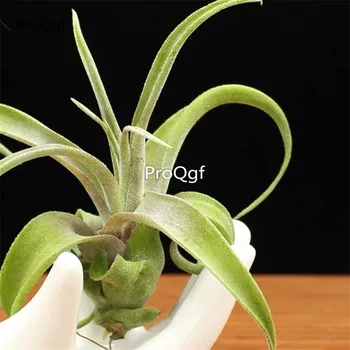 

Ngryise 2Pcs A Set Tillandsia air fern diantangjuan