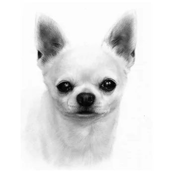 

Diamond Embroidery Chihuahua Dog 5D Diy Diamond Painting Animal Diamond Picture Of Rhinestones Full Square Diamond Pet