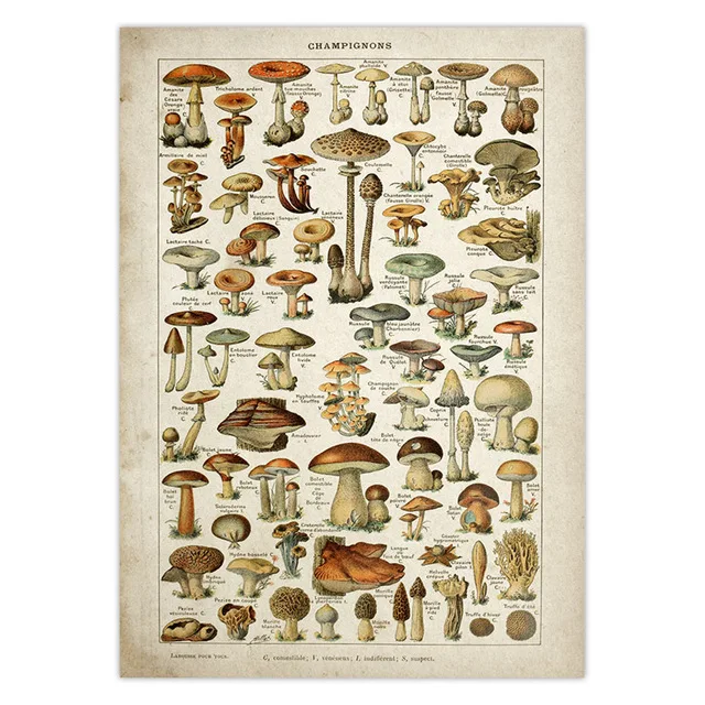 Vintage-Vegetable-Fruit-Mushroom-Poster-Print-Antique-Wall-Art-Print-Botanical-Picture-Science-Poster-Kraft-paper.jpg_.webp_640x640 (10)