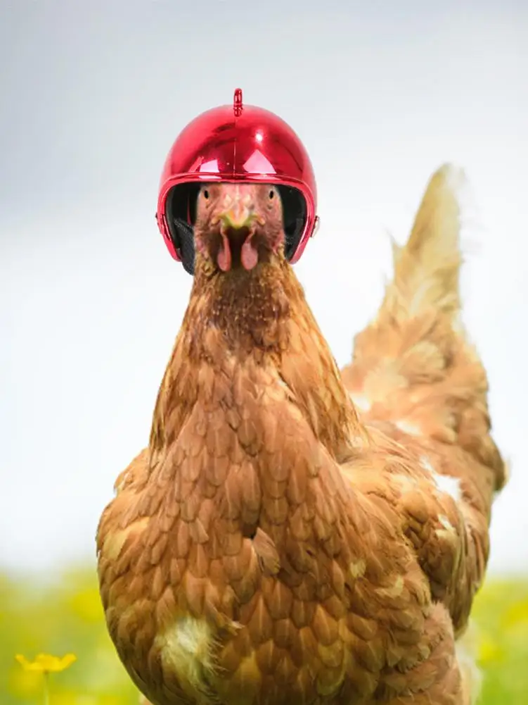 gorro de pollo pollos juguete para pollo accesorios para disfraz para gallinas disfraz de sombrero de loro Balacoo Casco de pollo para animales 