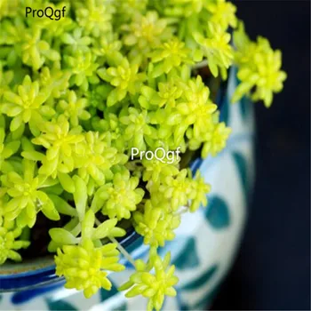 

Ngryise 1Pcs A Set Sedum makinoi ogon Cluster